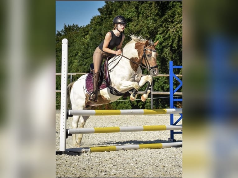 Poney de selle allemand Hongre 14 Ans 137 cm Pinto in Remscheid