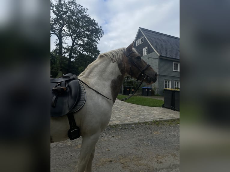 Poney de selle allemand Hongre 14 Ans 137 cm Pinto in Remscheid