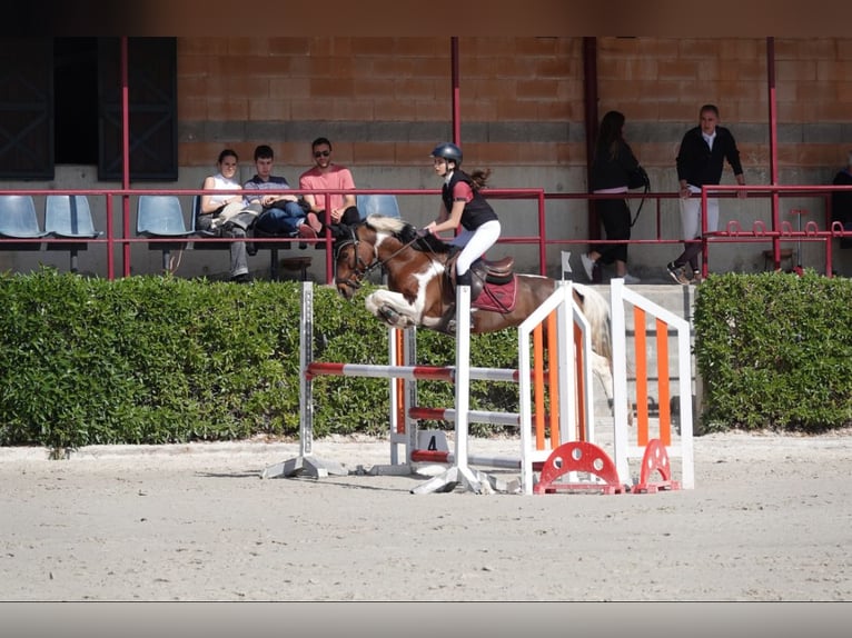 Poney de selle allemand Croisé Hongre 14 Ans 137 cm Pinto in Viladecans
