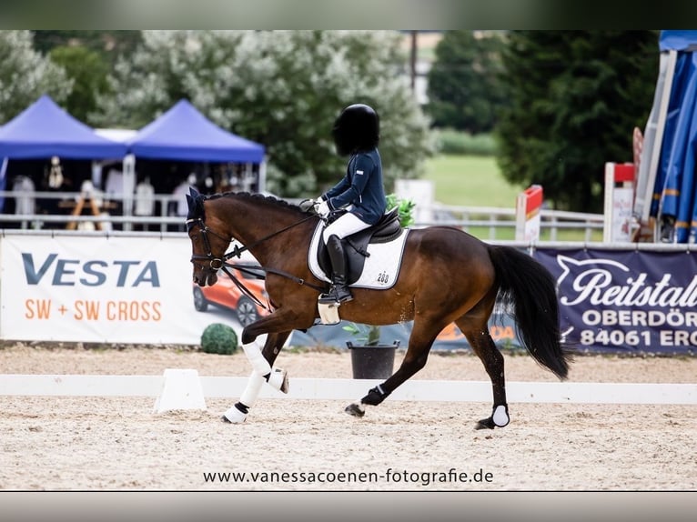 Poney de selle allemand Hongre 14 Ans 140 cm Bai brun in Fürstenzell