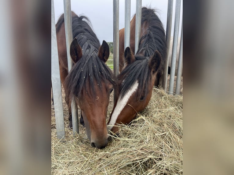 Poney de selle allemand Hongre 14 Ans 143 cm Bai in Trebbin