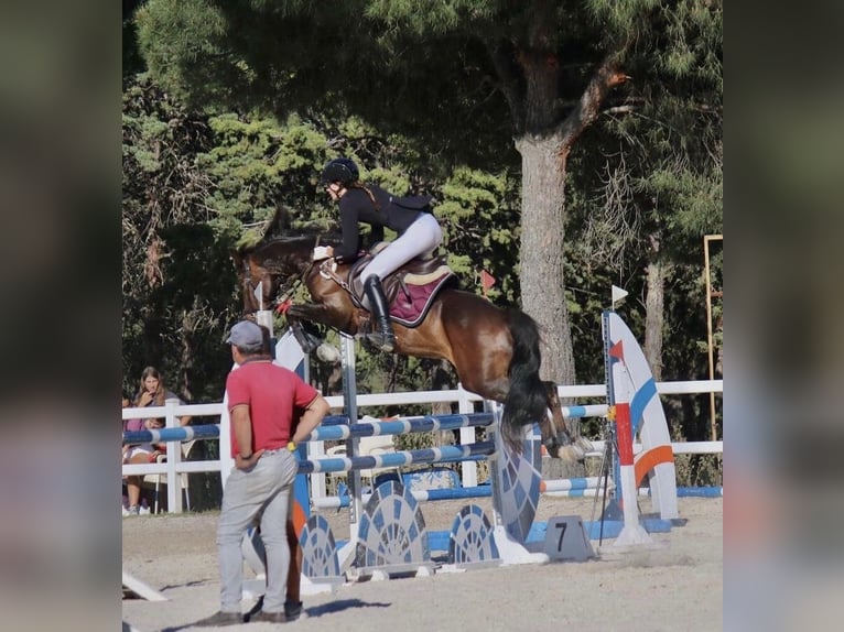 Poney de selle allemand Hongre 14 Ans 145 cm Bai in Valldoreix