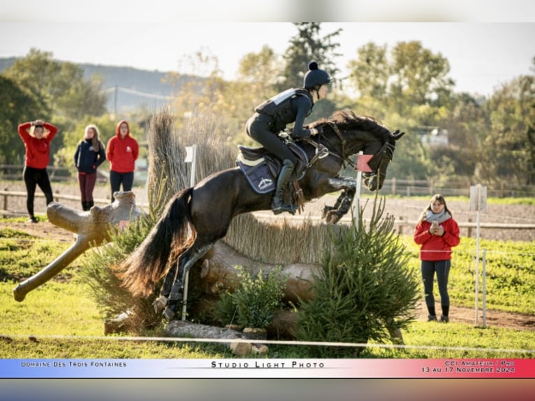 Poney de selle allemand Hongre 14 Ans 145 cm Bai in Valldoreix