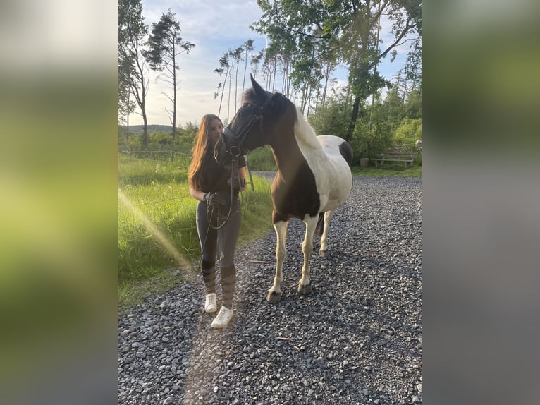 Poney de selle allemand Croisé Hongre 14 Ans 145 cm Pinto in Neuenrade