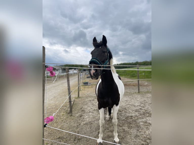 Poney de selle allemand Croisé Hongre 14 Ans 145 cm Pinto in Neuenrade