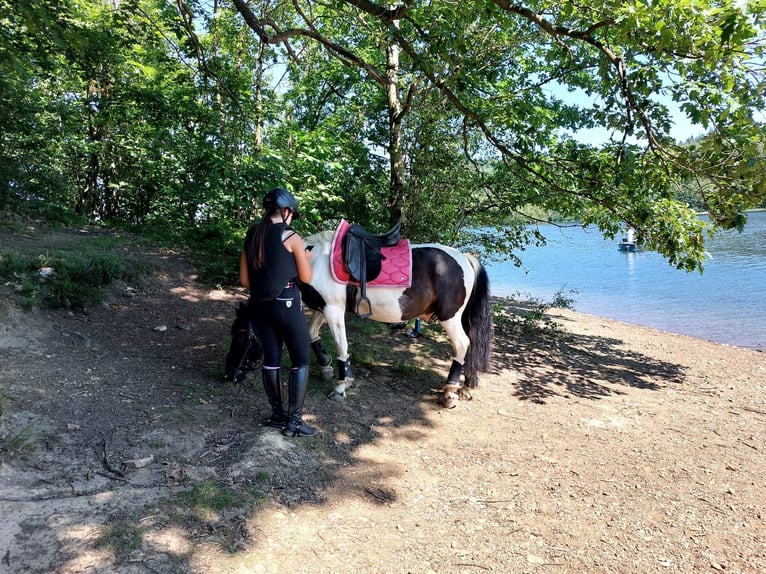 Poney de selle allemand Croisé Hongre 14 Ans 145 cm Pinto in Neuenrade