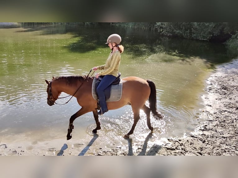 Poney de selle allemand Hongre 14 Ans 146 cm Bai in Leezdorf