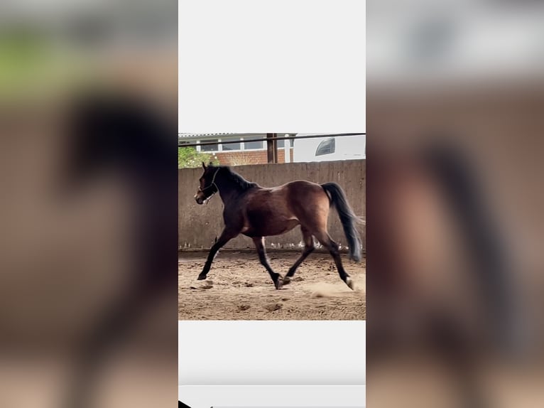 Poney de selle allemand Hongre 14 Ans 146 cm Bai in Leezdorf