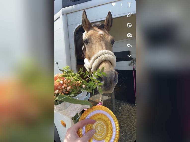 Poney de selle allemand Hongre 14 Ans 146 cm Isabelle in Fröndenberg