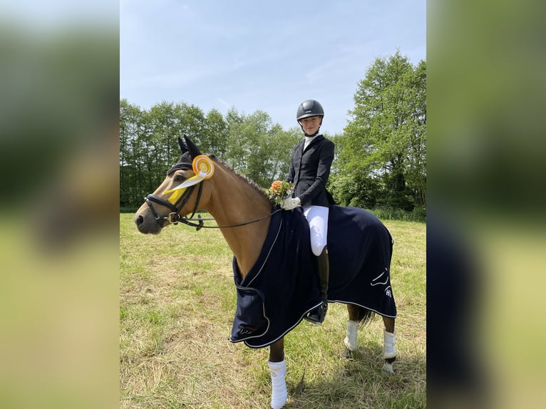 Poney de selle allemand Hongre 14 Ans 146 cm Isabelle in Fröndenberg