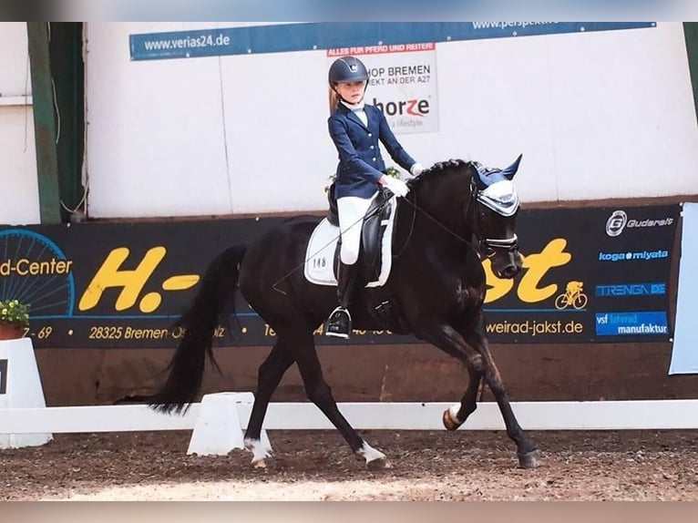 Poney de selle allemand Hongre 14 Ans 146 cm Noir in Ganderkesee