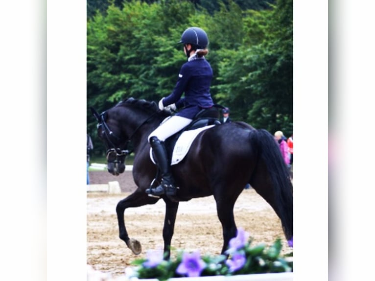 Poney de selle allemand Hongre 14 Ans 146 cm Noir in Ganderkesee