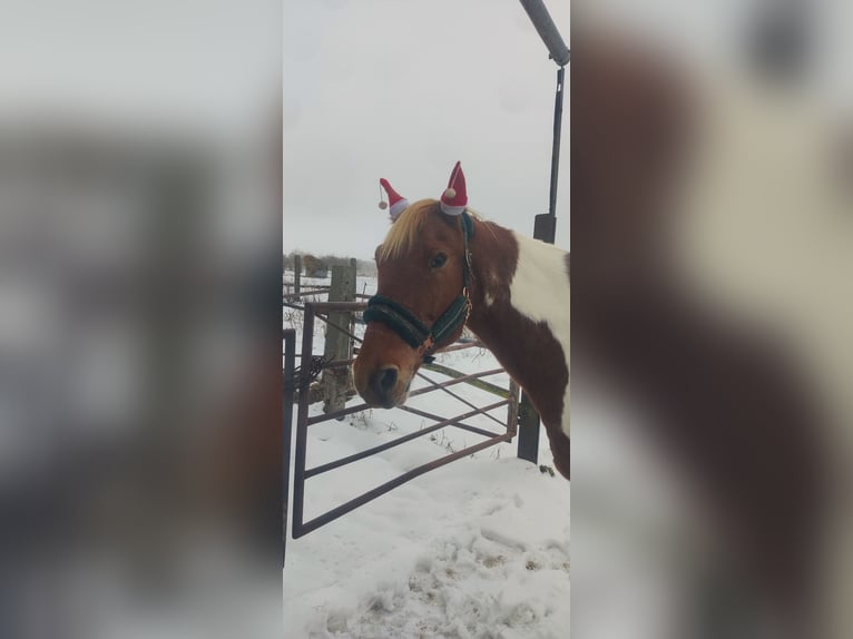 Poney de selle allemand Croisé Hongre 14 Ans 146 cm Pinto in Neustrelitz