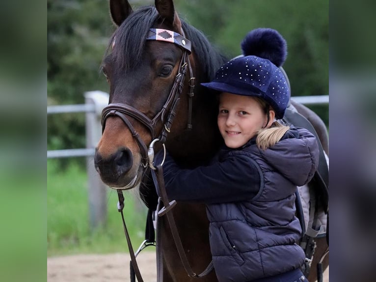 Poney de selle allemand Hongre 14 Ans 147 cm Bai brun in WolfenbüttelWolfenbüttel