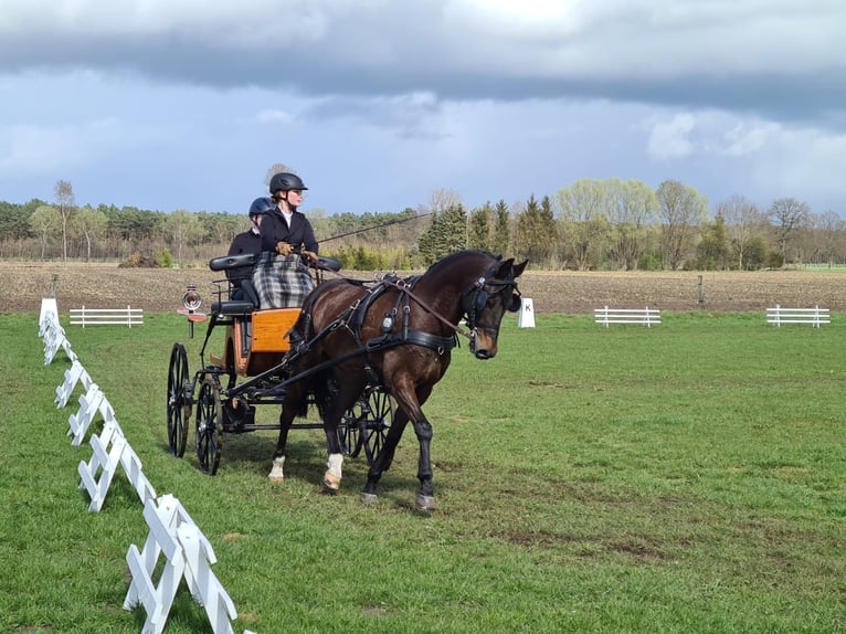 Poney de selle allemand Hongre 14 Ans 147 cm Bai brun foncé in Warendorf