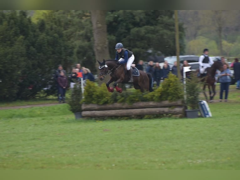 Poney de selle allemand Hongre 14 Ans 147 cm Bai brun foncé in Warendorf