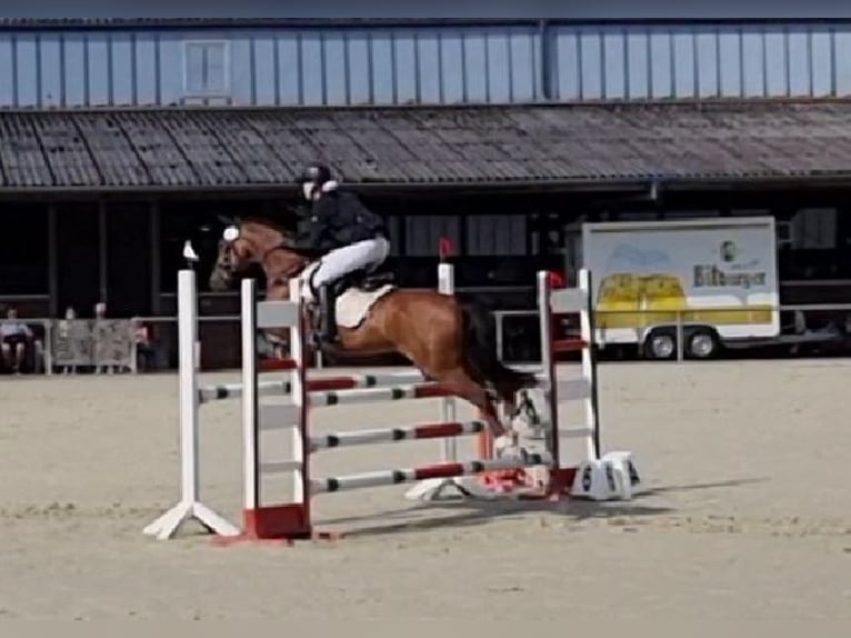 Poney de selle allemand Hongre 14 Ans 147 cm Bai in Werne