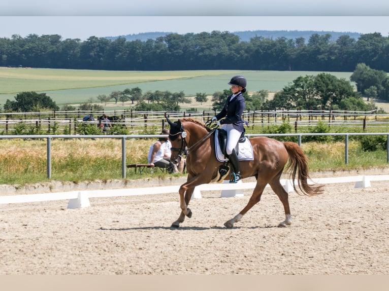 Poney de selle allemand Hongre 14 Ans 148 cm Alezan brûlé in Oberursel