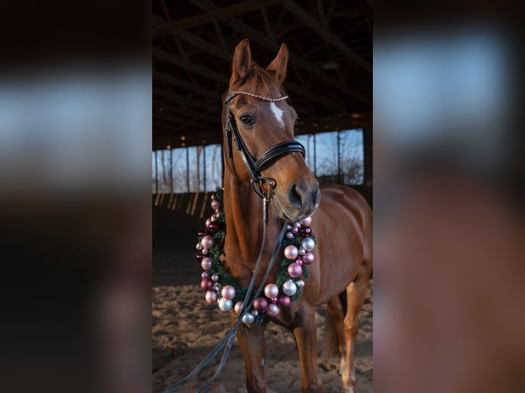 Poney de selle allemand Hongre 14 Ans 148 cm Alezan in Hohenbrunn