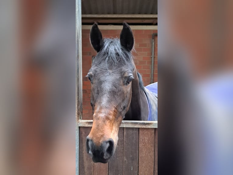 Poney de selle allemand Hongre 14 Ans 148 cm Bai brun in Emsbüren