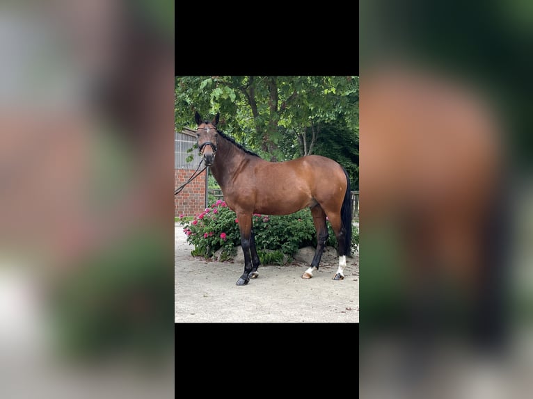 Poney de selle allemand Hongre 14 Ans 148 cm Bai in Osterholz-Scharmbeck