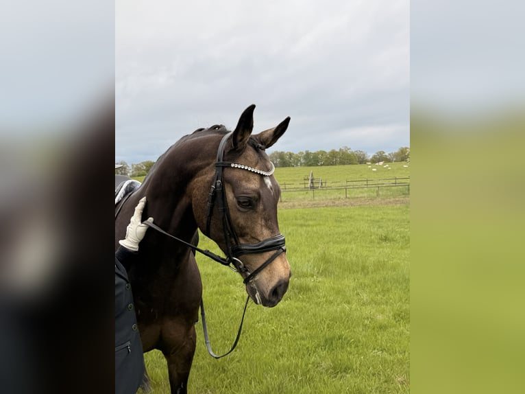Poney de selle allemand Hongre 14 Ans 148 cm Bai in K&#xF6;pingebro