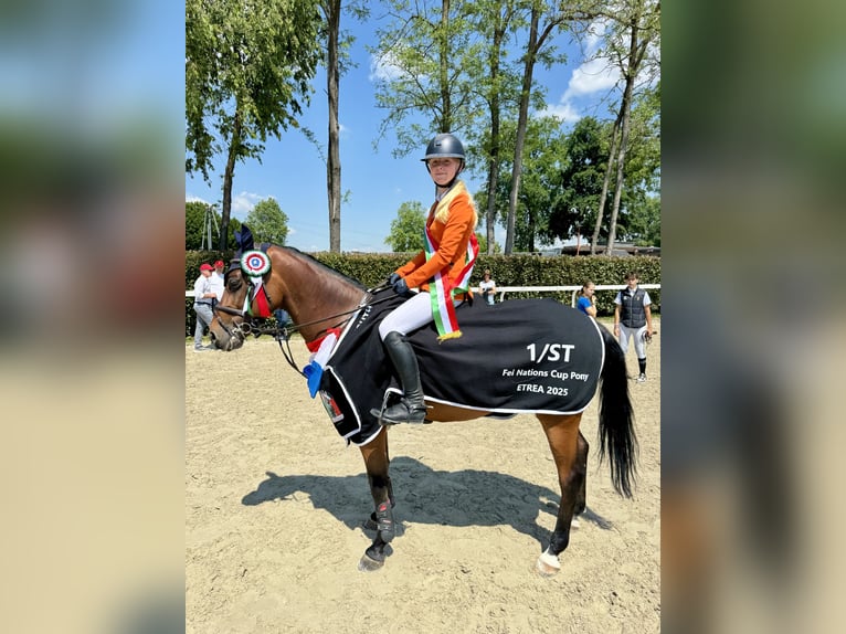 Poney de selle allemand Hongre 14 Ans 148 cm Bai in Ede