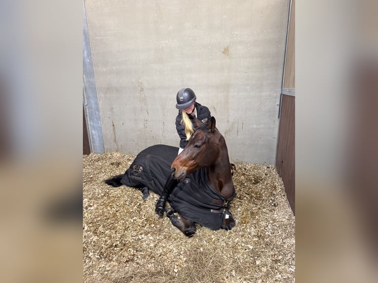 Poney de selle allemand Hongre 14 Ans 148 cm Bai in Ede