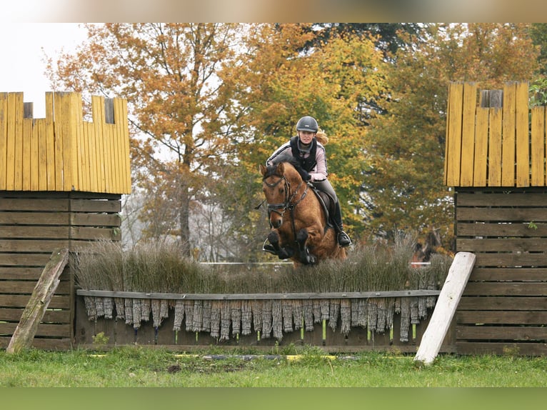 Poney de selle allemand Hongre 14 Ans 148 cm Isabelle in Bad Essen