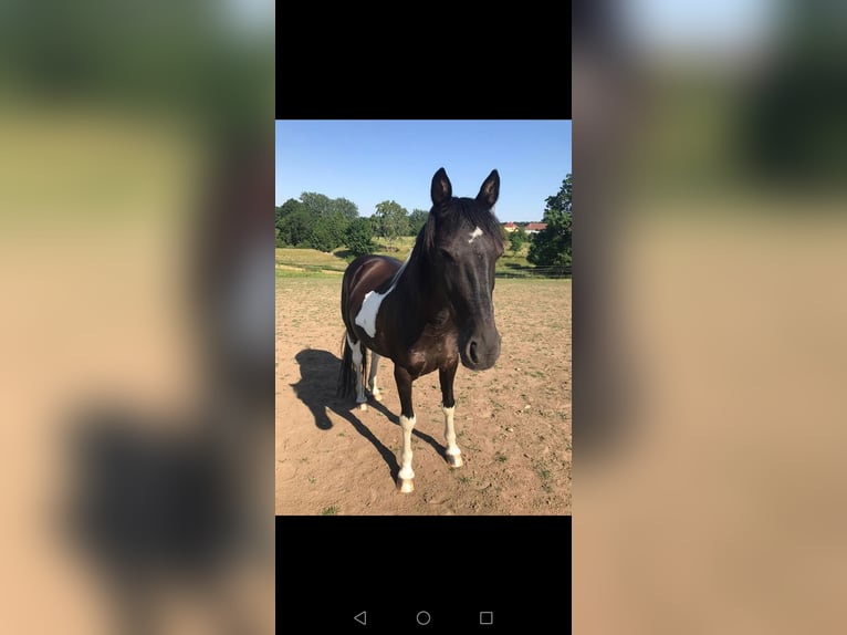 Poney de selle allemand Croisé Hongre 14 Ans 148 cm Pinto in Lichtenberg