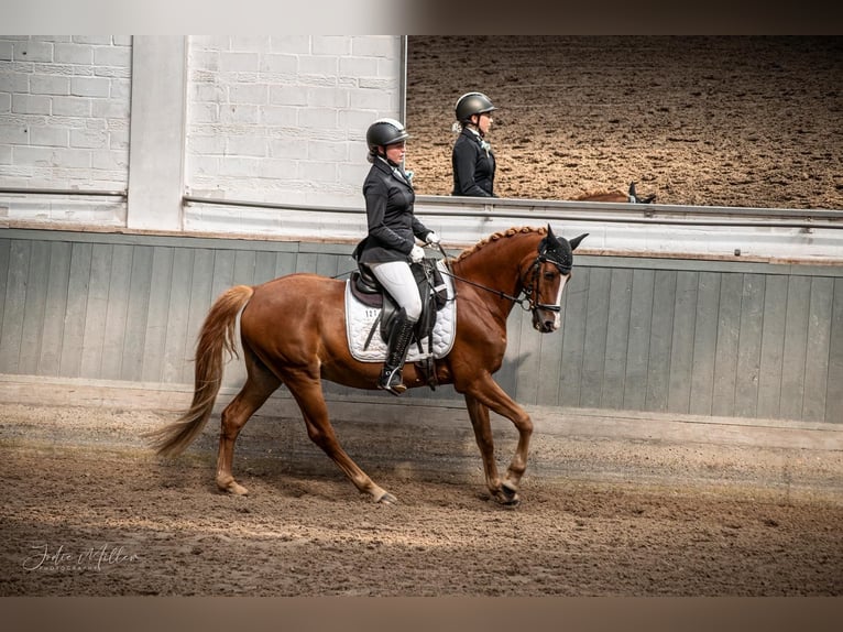 Poney de selle allemand Hongre 14 Ans 150 cm Alezan in Krefeld