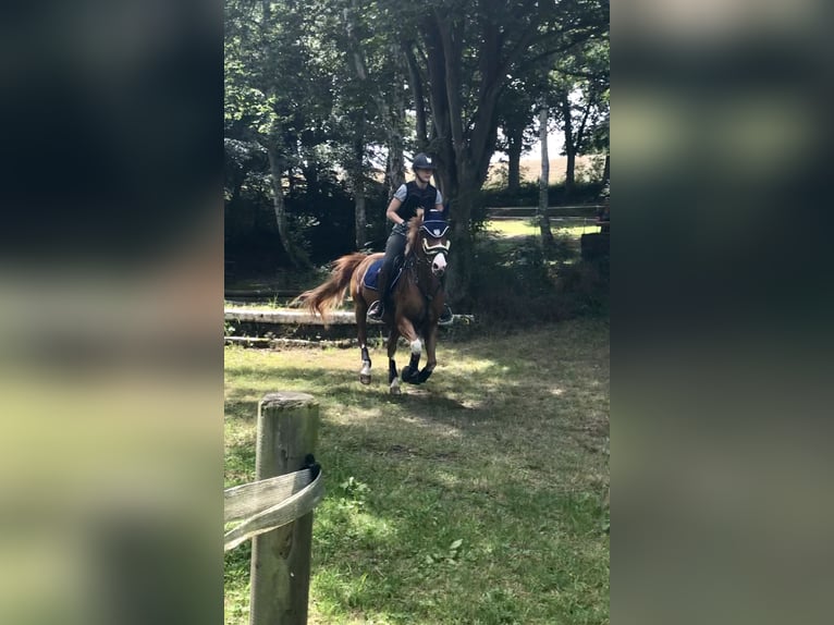 Poney de selle allemand Hongre 14 Ans 155 cm Alezan in Leverkusen