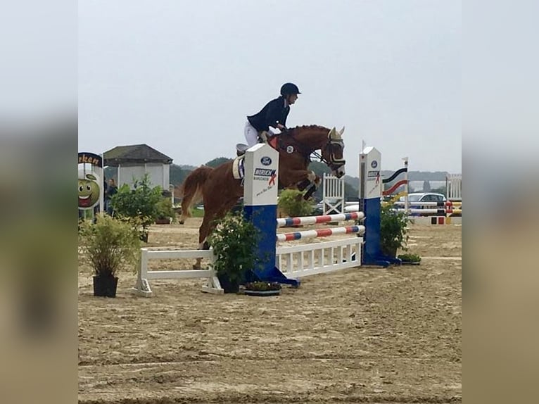 Poney de selle allemand Hongre 14 Ans 155 cm Alezan in Leverkusen