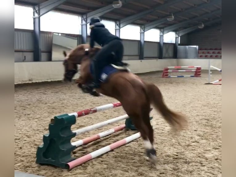Poney de selle allemand Hongre 14 Ans 155 cm Alezan in Leverkusen