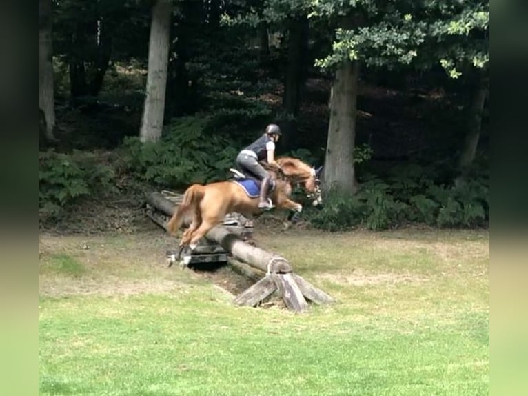 Poney de selle allemand Hongre 14 Ans 155 cm Alezan in Leverkusen