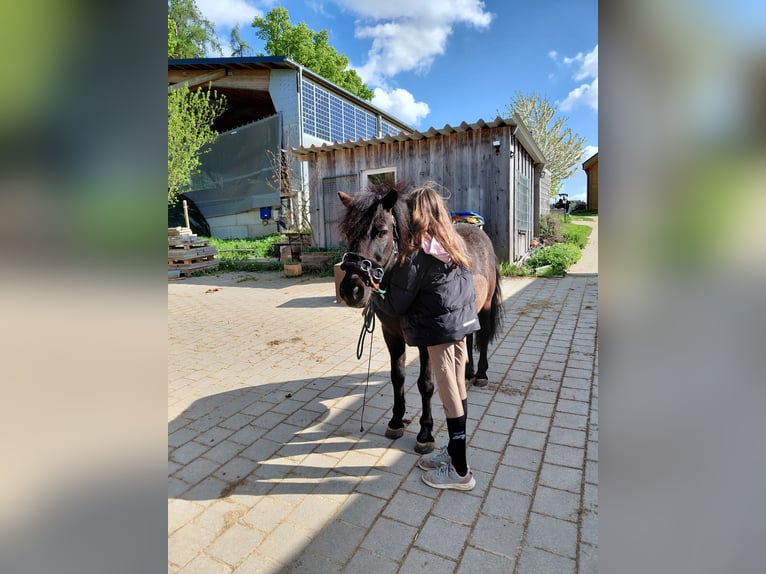 Poney de selle allemand Croisé Hongre 15 Ans 124 cm  in Heilbronn