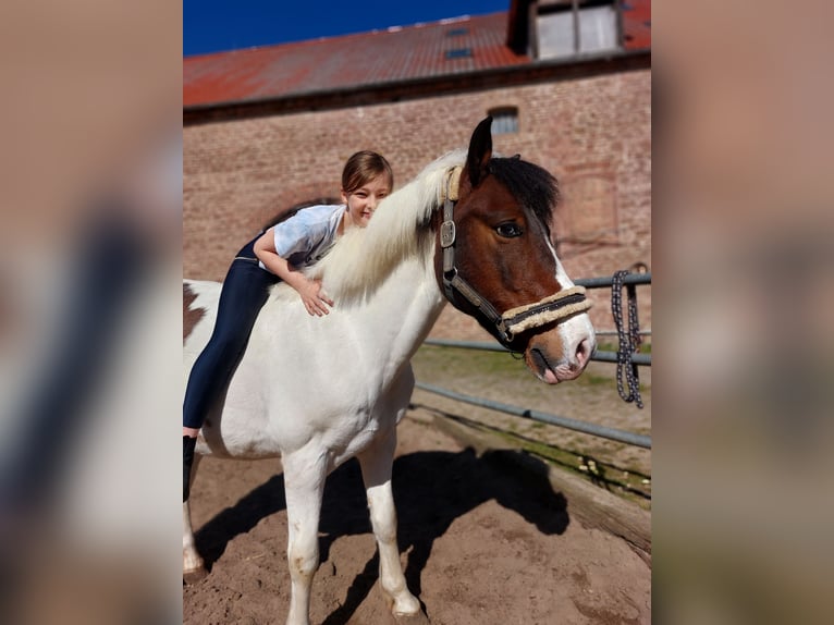 Poney de selle allemand Croisé Hongre 15 Ans 138 cm Pinto in Altenhausen