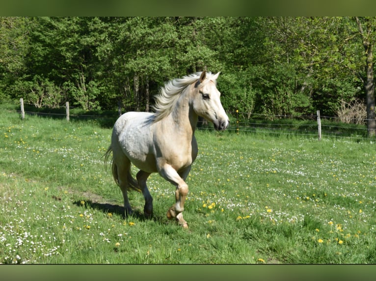 Poney de selle allemand Hongre 15 Ans 141 cm Palomino in Schwerte