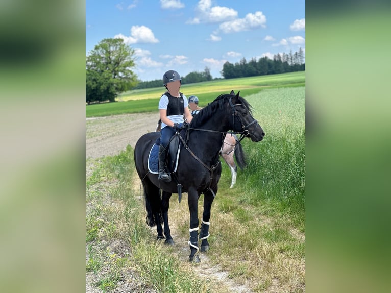 Poney de selle allemand Hongre 15 Ans 142 cm Noir in Gilching