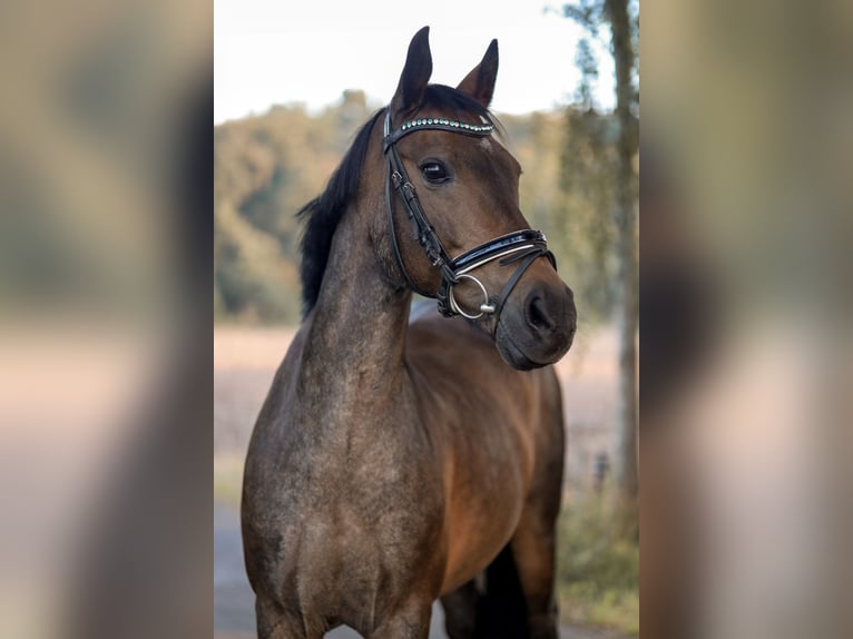 Poney de selle allemand Hongre 15 Ans 144 cm Bai in Meppen