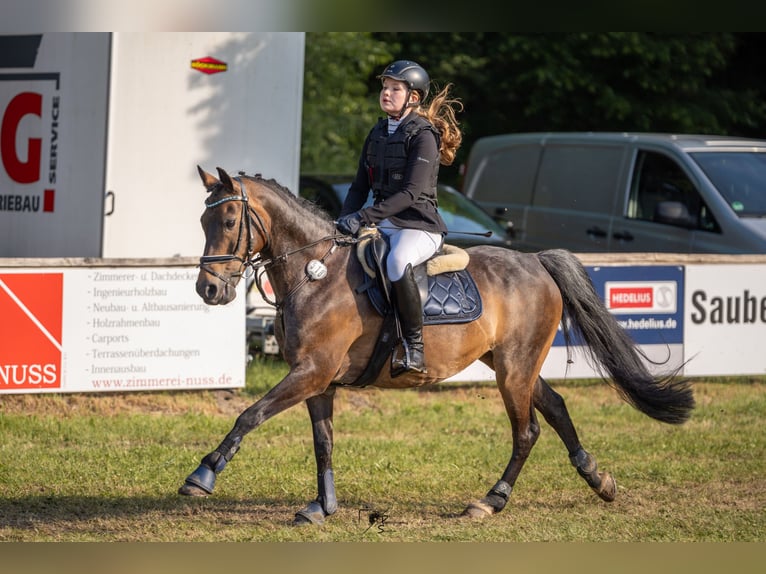 Poney de selle allemand Hongre 15 Ans 144 cm Bai in Meppen