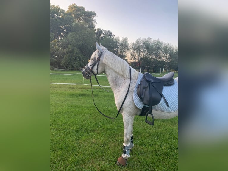 Poney de selle allemand Hongre 15 Ans 144 cm Gris in Garbsen