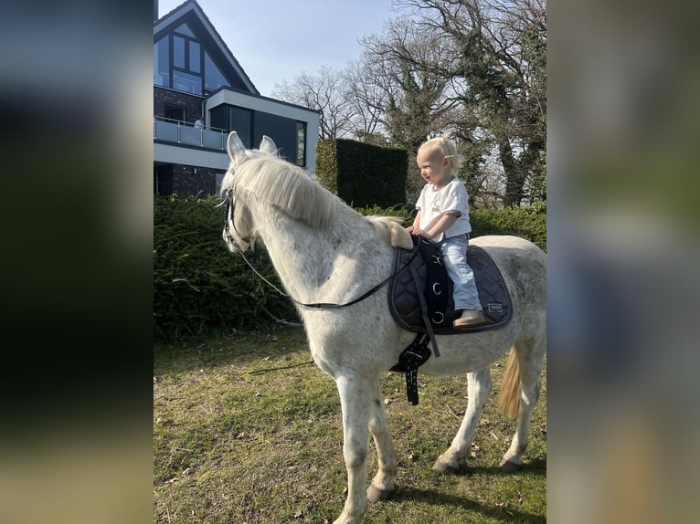 Poney de selle allemand Hongre 15 Ans 144 cm Gris in Garbsen