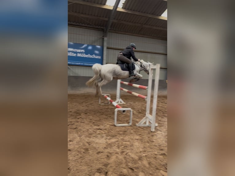 Poney de selle allemand Hongre 15 Ans 144 cm Gris in Garbsen