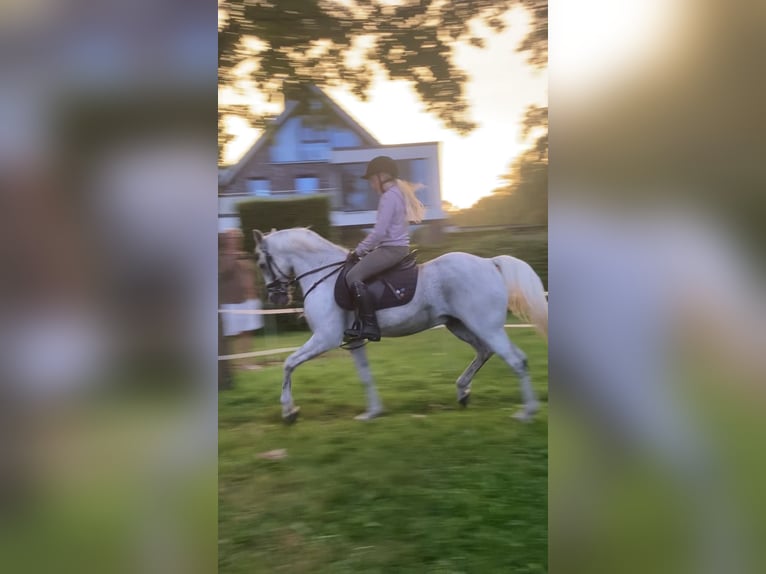 Poney de selle allemand Hongre 15 Ans 144 cm Gris in Garbsen