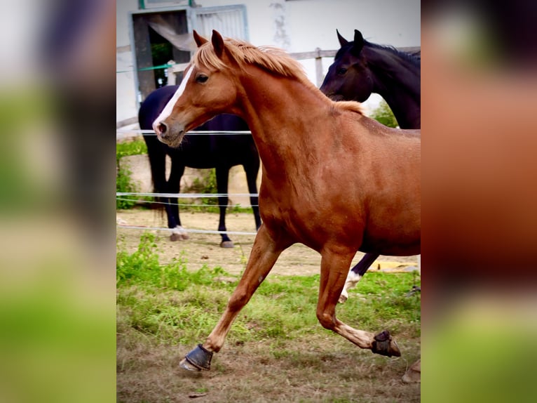 Poney de selle allemand Hongre 15 Ans 146 cm Alezan in Bodenfelde