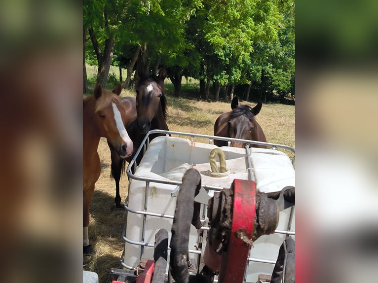 Poney de selle allemand Hongre 15 Ans 146 cm Alezan in Bodenfelde