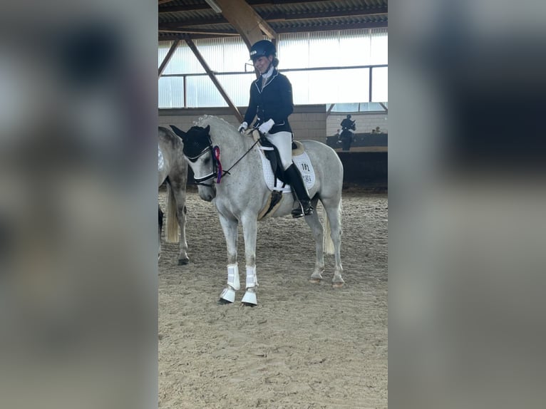 Poney de selle allemand Hongre 15 Ans 146 cm Gris in Berlin