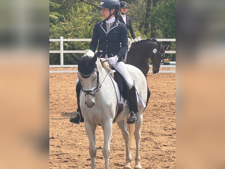 Poney de selle allemand Hongre 15 Ans 146 cm Gris in Berlin