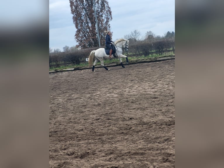 Poney de selle allemand Hongre 15 Ans 146 cm Gris in Berlin